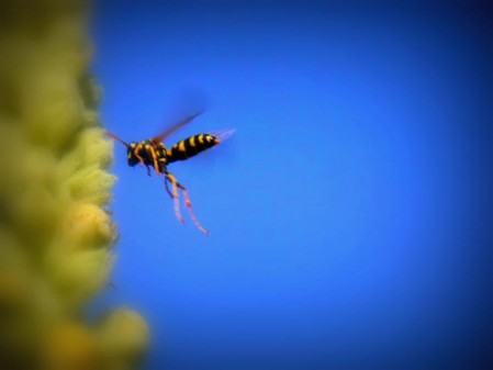 Das Foto zeigt eine Wespe im Flug vor blauem Himmel. Die Beine der Wespe hängen herunter und die Flügel sind wegen der schnellen Bewegung nur schemenhaft zu sehen. Links im Bild ist eine Pflanze zu sehen, auf welche die Wespe zufliegt.