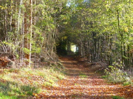 Das Foto zeigt einen Waldweg im Herbst. Der Weg ist mit braunen Blättern bedeckt. Im Vordergrund liegt der Weg in der Sonne. Links und rechts des Weges wachsen Büsche und Gräser. Danach säumen Bäume den Weg, der jetzt im Schatten liegt. In der Ferne, am Ende des schattigen Weges, wird der Weg wieder hell. Man sieht den hell erleuchteten Ausgang aus dem Schattenweg.
